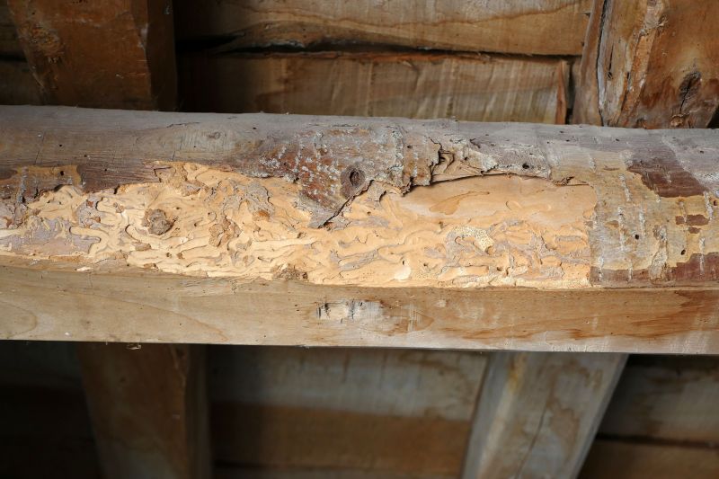 Decay Repair Service in Denver County, CO