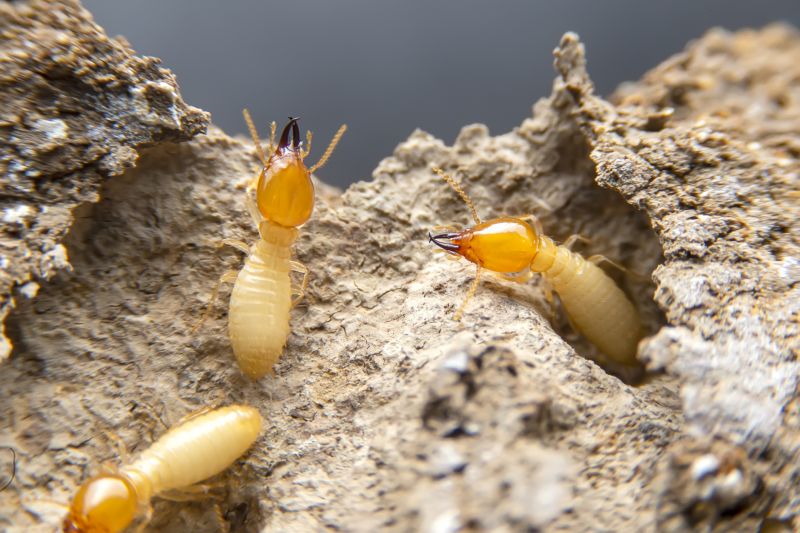 Pest Damage Repair in Olathe, KS