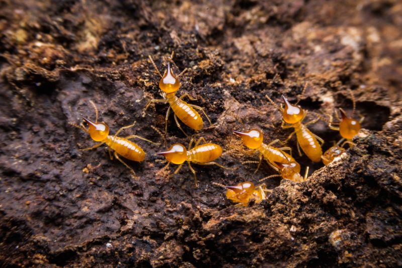 Termite Damage Repair Service in Alpharetta, GA