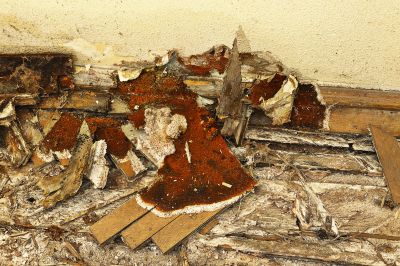 Wood Decay Removal in Arvada, CO