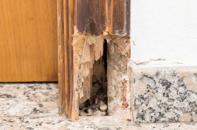 Wood Rot Removal in Overland Park, KS