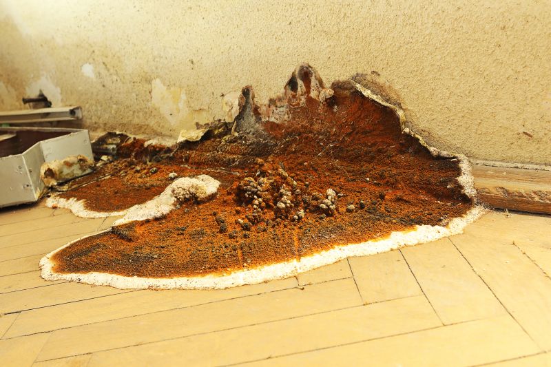 Wood Rot Removal in Indianapolis, IN