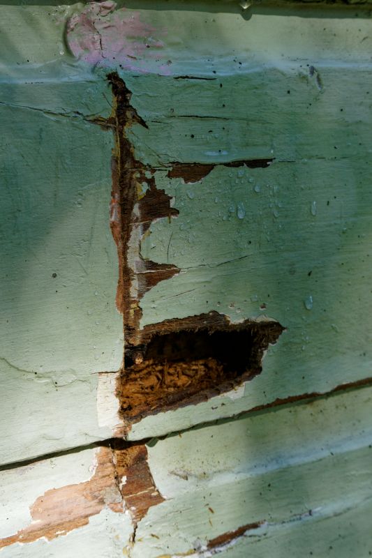 Wood Decay Removal in Longmont, CO